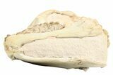 Fossil Oreodont (Leptauchenia) Skull - South Dakota #263493-4